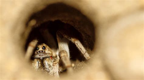 giant trapdoor spider found.